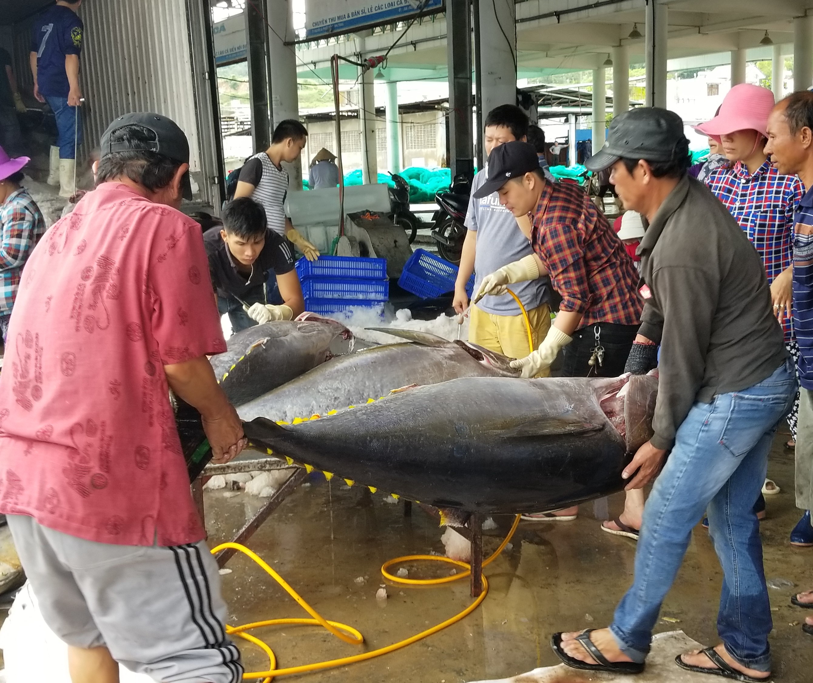 Hình ảnh minh họa bài viết: Doanh nghiệp CB&XK Cá Ngừ đang gặp nhiều khó khăn trong việc xuất khẩu, hoạt động sản xuất do gặp phải vướng mắc đối với thông tư 21/2018/TT-BNNPTNT