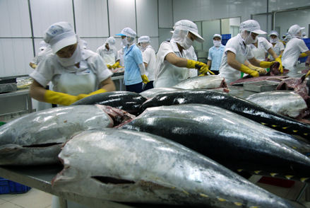 Hình ảnh minh họa bài viết: USFDA sẽ tăng cường kiểm tra kiểm soát đối với Cá ngừ nhập khẩu trong thời gian sắp tới