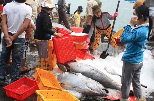 Hình ảnh minh họa bài viết: Mùa trăng tháng 3 âm lịch của bà con ngư dân Cá Ngừ đại dương Khánh Hoà