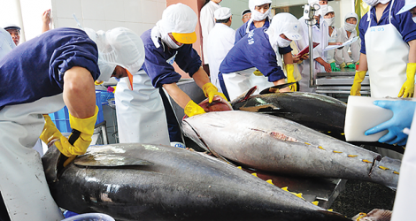 Hình ảnh minh họa bài viết: Sự kiện ngày cá ngừ Thế Giới 2019