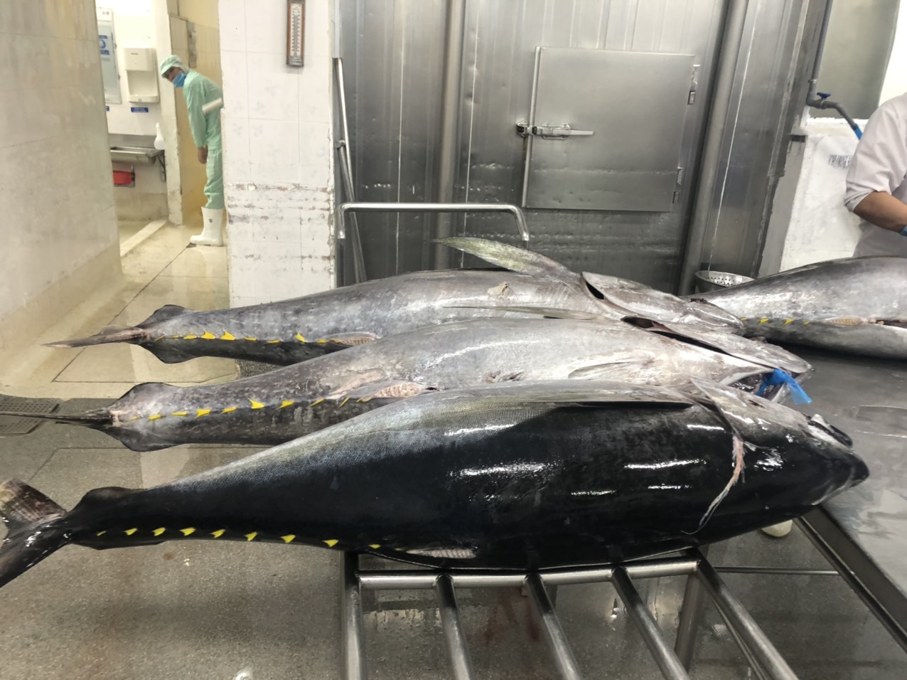 Hình ảnh minh họa bài viết: Xuất khẩu cá ngừ 6 tháng đầu năm 2015