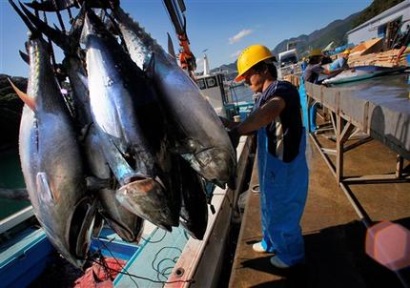 Hình ảnh minh họa bài viết: Kết quả nghiên cứu bước đầu về khai thác Cá Ngừ Đại Dương giống phục vụ nuôi thương phẩm