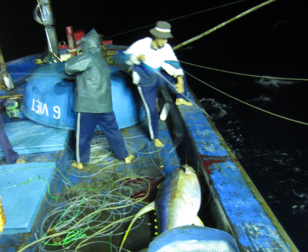 Hình ảnh minh họa bài viết: Dự án cải thiện nghề khai thác cá ngừ vây vàng tại Việt Nam (FIP)