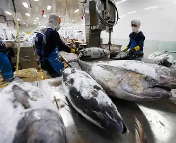 Hình ảnh minh họa bài viết: CÁ NGỪ ĐÓNG HỘP VÀ NGƯỜI TIÊU DÙNG CHÂU ÂU