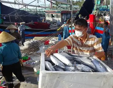 Hình ảnh minh họa bài viết: NGƯ DÂN NGHỀ KHAI THÁC CÁ NGỪ KHỐN ĐỐN VÌ DỊCH COVID-19