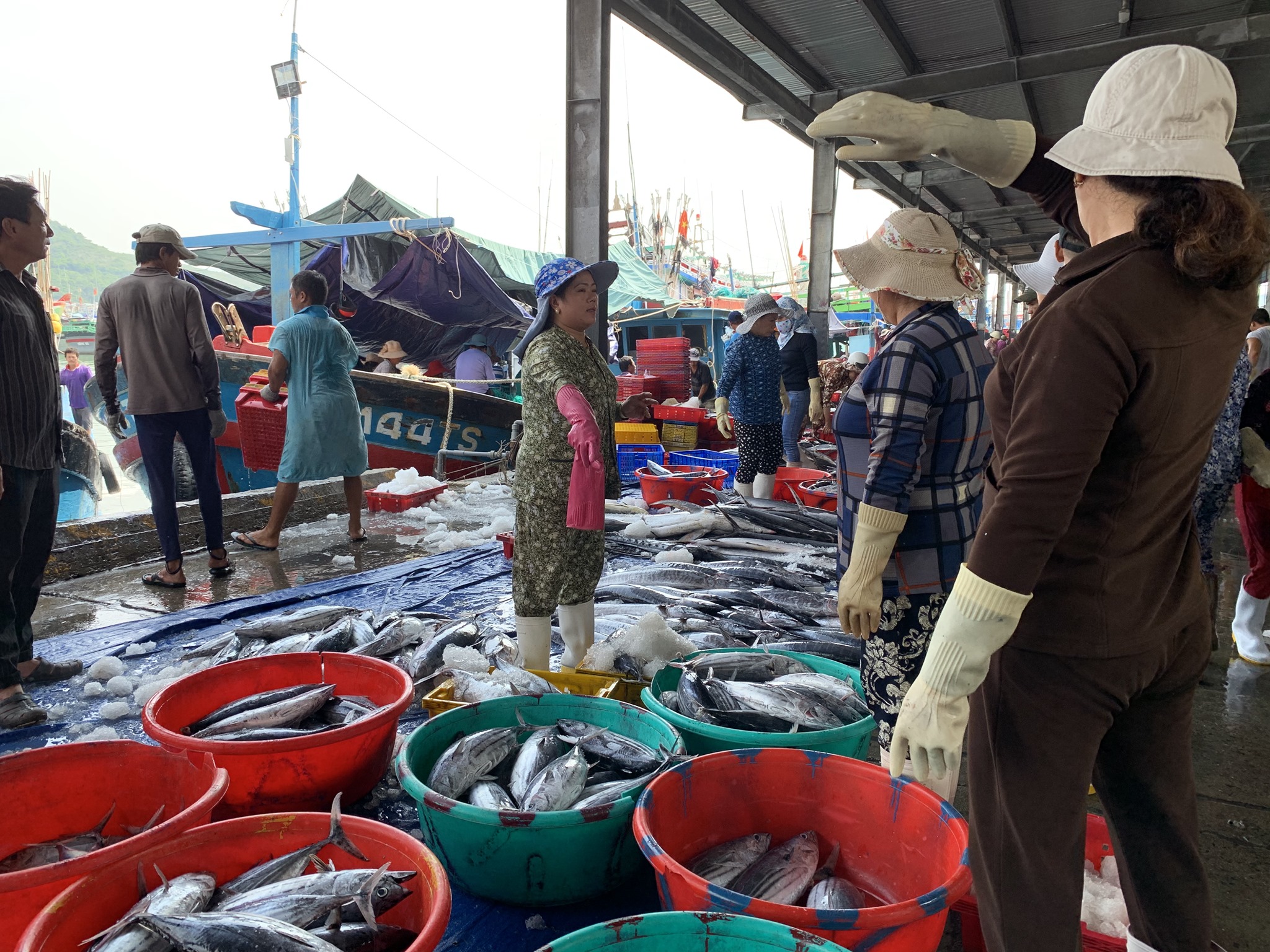 Hình ảnh minh họa bài viết: BIẾN ĐỘNG GIÁ VÀ SẢN LƯỢNG CÁ NGỪ TRONG THÁNG 11 THEO ĐIỀU TRA Ở CẢNG HÒN RỚ, NHA TRANG